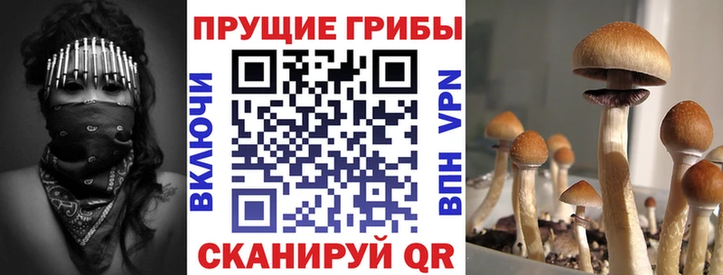 Псилоцибиновые грибы ЛСД  Купить закладки  Электрогорск 